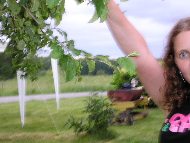 Midsommar (Hannas bilder)