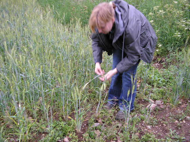 Midsommar (Hannas bilder)
